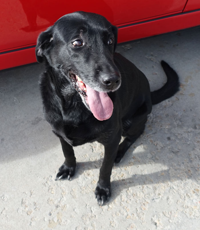 Image of a dog named Shadow, an elderly black lab who’s the auto shop mascot.